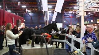 LC-Video: KFPS Hengstenkeuring 2015 in WTC Expo Leeuwarden