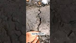 Fossil Cracked By Pebble Beach! 