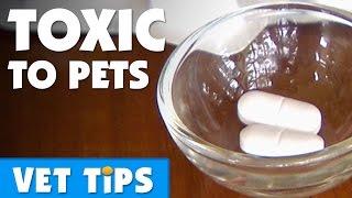 The Dangers Of Human Medication In Pets | Bondi Vet