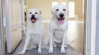 My Dog's React To Their NEW HOUSE!!
