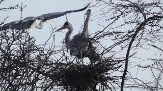 Grey Herons nest building and displaying