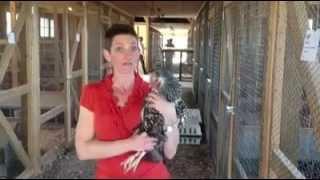 The Chicken Chick at P. Allen Smith's Garden Home Poultry Workshop