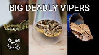 Deadly venomous snakes of Africa - Gaboon viper, Puff adder, Rhinoceros viper, venom extraction