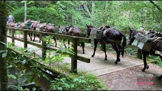 Mules helping bring supplies to residents in North Carolina in wake of Hurricane Helene