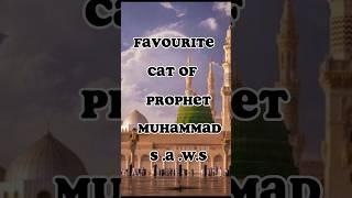 did you know favorite cat of prophet Muhammad S A.W.S? #youtubeshorts #islamic