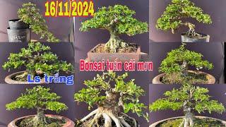 Sam núi. 16/11/2024. Bonsai mini. Mai chiếu thuỷ. Bon sai tuấn cái mơn. ️ 0783454767