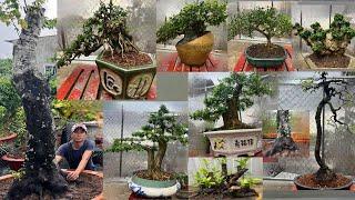 Vũ báo giá 4/10 bonsai đẹp hoa trái nhiều phong cách giá hợp lý