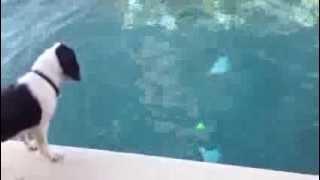 Copy of Copper The Diving Dog!!!!!!! by Shane Irwin