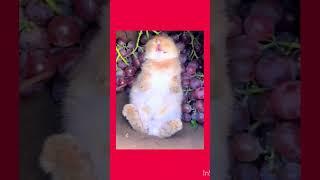"Rabbit's One-Week Food Storage & Relaxing to Trending Music" #love #food #feedme