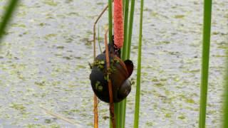 APPLE SNAIL AND GATOR