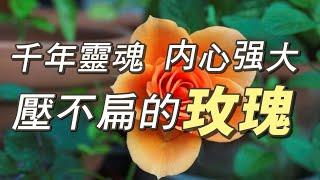 千年玫瑰壓不扁 |  身價最高玫瑰 | 爲什麽紅玫瑰象徵愛情