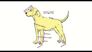 Directional Terms Used in Animal Anatomy