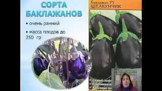 Перцы Баклажаны 2015