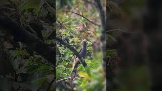 Malabar Hornbill: Enjoying a Grasshopper Breakfast Feast! #birds#Malabar Hornbill