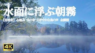 水面に浮かぶ朝霧:心地よい水の音 にぎやかな鳥のさえずり 金鱗湖/ ストレス緩和、活力向上、癒しの空間作り【自然音,ASMR,立体音響,4K,relaxing  nature sounds】