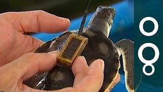 Australian turtle tracking aids understanding and conservation - Science