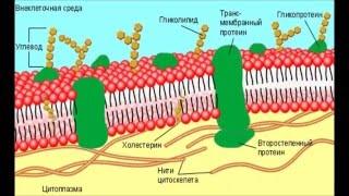 ZEPTER BIOPTRON. Общее мнение об устройстве лампы. Испытание.