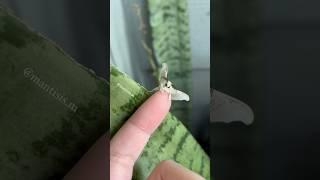 The cutest creature on earth! Adorable fuzzy silk moth