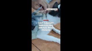 Cat caught smuggling drugs into prison