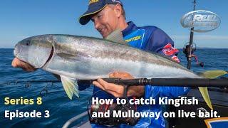 How to catch Kingfish and Mulloway on live bait.