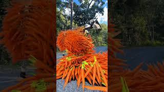 Horse carrot’s special effects c4d works  #viralshorts #shorts #vfx #shortsfeed #shortsyoutube