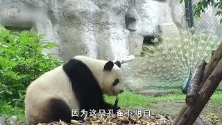 大熊猫与孔雀之战 Giant Panda vs Peacock: Why you can be a national treasure, I cannot?