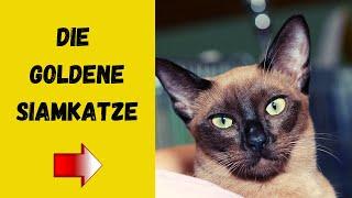 Tonkanese - Lebhaft und Anhänglich (Die Tonkanese Katze im Rassenportrait)