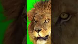 lion the #lion #sigmarule #viral #sigma #shorts