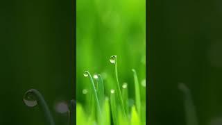  528 HZ PURE TONE  SOLFEGGIO FREQUENCY  #shorts