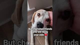 A Beagle's Love is Forever #beagle #beagleclub #specialdogs