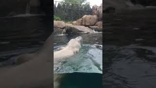 EPIC footage of Polar Bear at the Lincoln Park Zoo in Chicago