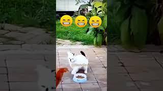 Funny Cat and Chicken   #cute #cat #chicken #shorts #Nengleatv ️