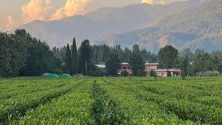 Tea Garden Shinkiari Mansehra || Tayyab khan Swati Vlogs