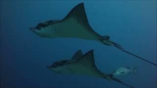 Cruising with 2 friendly eagle rays and some reef sharks and snappers at Kandooma Thila 21/10-2020.
