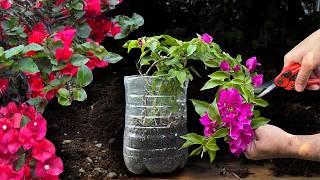 How to Root Bougainvillea  Branches to Have Flowers Sooner