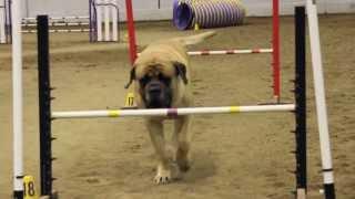 Mastiff Competing At Dog Agility