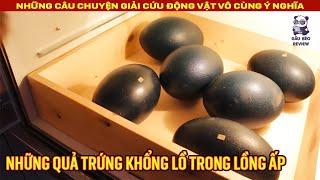 Quá trình giải cứu và nuôi dưỡng chú chim cực kỳ quý hiếm || Review Con Người và Cuộc Sống