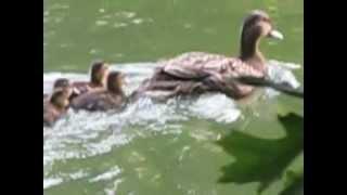 Mommy Duck Swimming with Cute Ducklings at Central Park, New York City