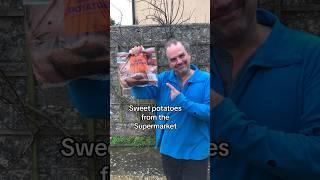 Grow Sweet Potatoes from the supermarket #gardeningforbeginners #sweetpotatoes #growyourownfood