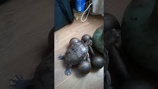 The turtle decided to do some exercise with dumbbells and kettlebells.