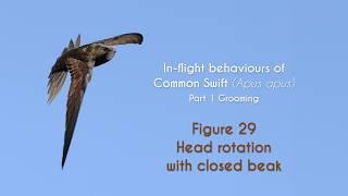 COMMON SWIFT - In flight grooming - FIGURE 29 : Head rotation with closed beak