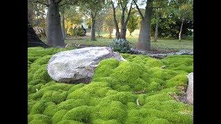 Versatile Groundcovers/Garden Style nw