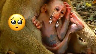 P-o-o-r Skinny Baby Monkey Luno Cuz Mom Luna Lack Of Care & Breastfeed Her Tiny Baby #animals