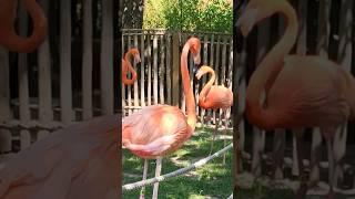 HOW do Flamingos eat???