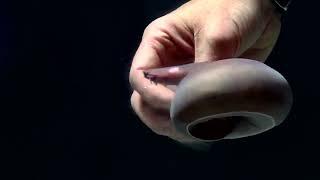 Hagfish Slime