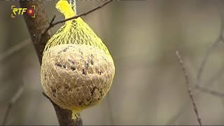 Ornithologe empfielt heimische Vögel zu füttern