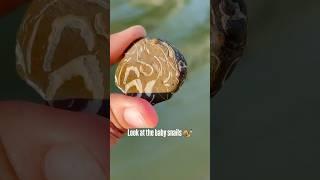 Cool Rock Finds: Snails and Fossils #crystals #fossils #shortsviral #shortsfeed