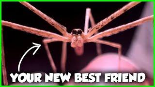 This Spider Will CURE Your Arachnophobia - The Ogre-Faced Spider