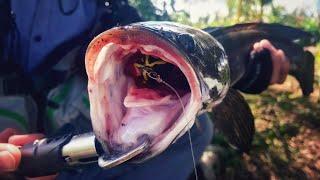 Mồi Câu Lure Cá Lóc Nhạy Nhất | Best Snakehead Fishing Lures