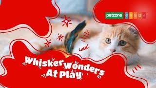 Discover Everything Petzone Has to Offer: Your One-Stop Pet Shop!